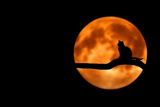 chat sur une branche devant la pleine lune