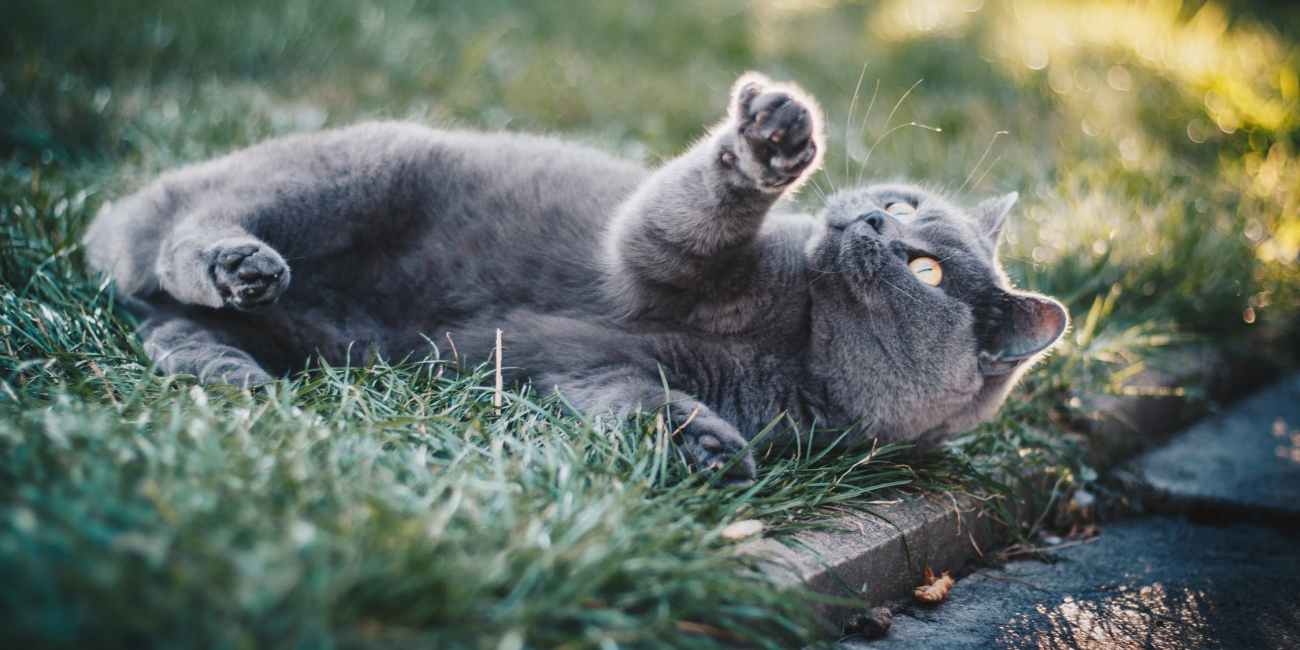 chat joueur allongé dans l'herbe