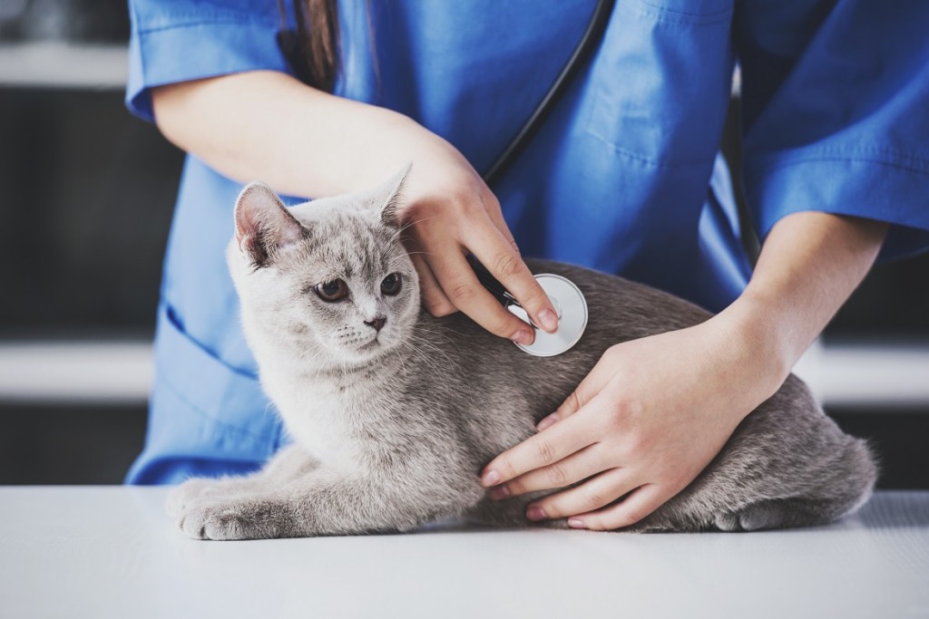 chat en consultation chez le vétérinaire