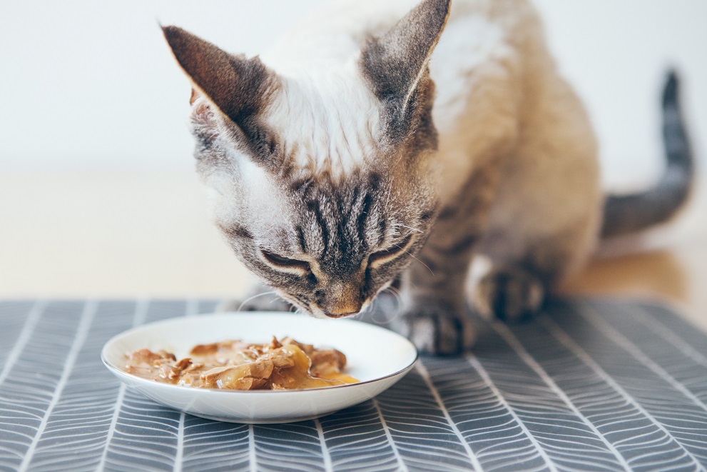 chat qui mange sa pâtée