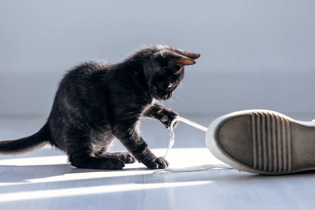 chaton qui joue avec une chaussure