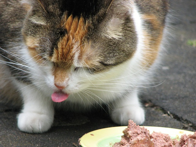 chat qui mange de la pâtée