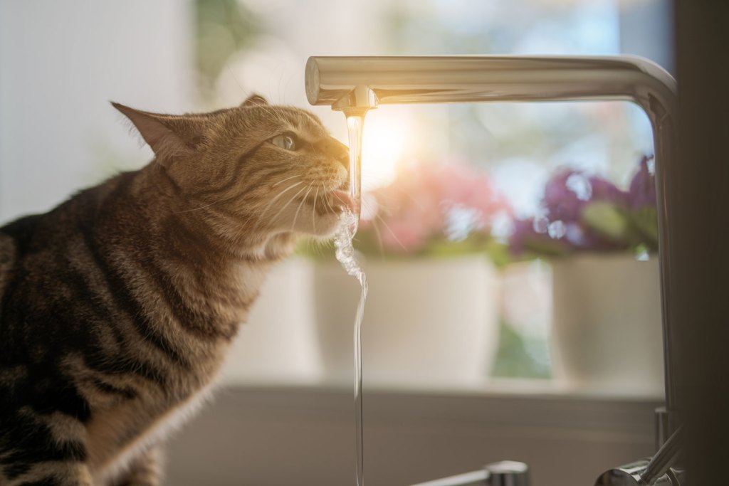chat qui boit l'eau du robinet
