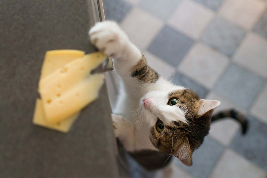 chat qui vol du fromage