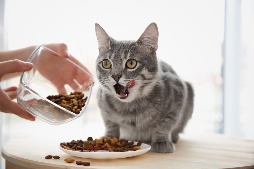 chat qui mange ses croquettes