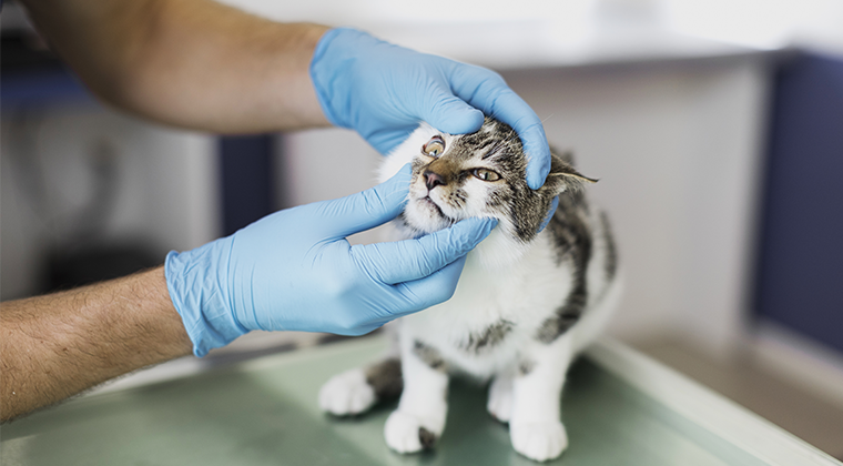 chat en consultation vétérinaire