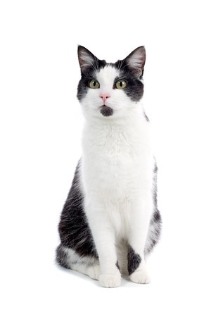 photo chat européen noir et blanc