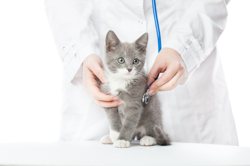 chaton_vaccination_veterinaire