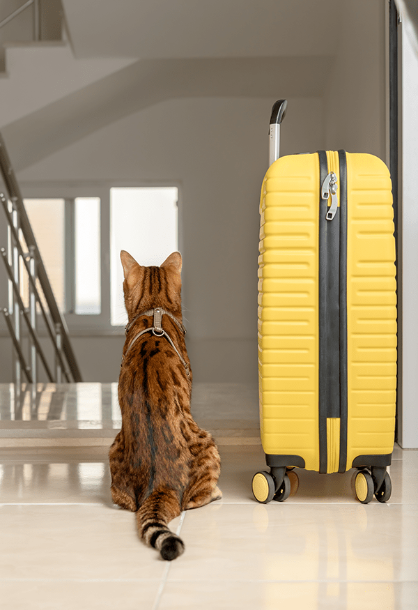 chat_valise